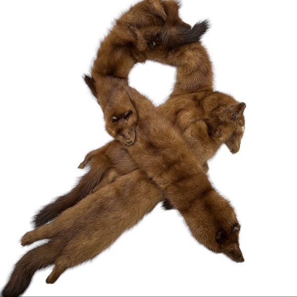 Vtg Frost Bros 4 Pelts Full Body Fur Taxidermy Collar Wrap Scarf Stole Shawl - Picture 1 of 9